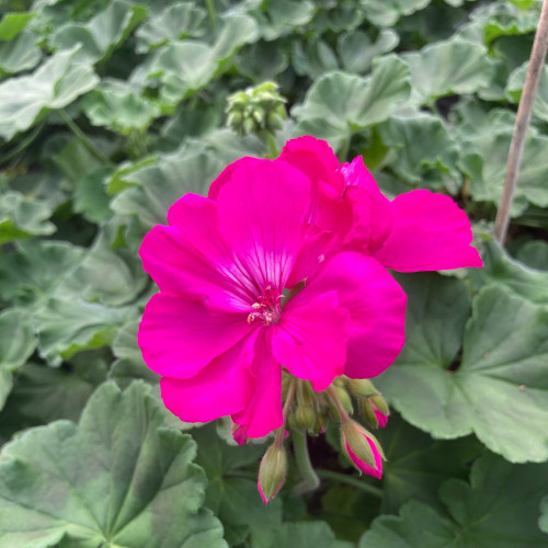 Geranium Zonal Calliope Candy