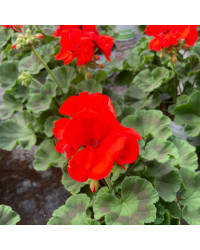 Geranium Zonal Anthony rouge