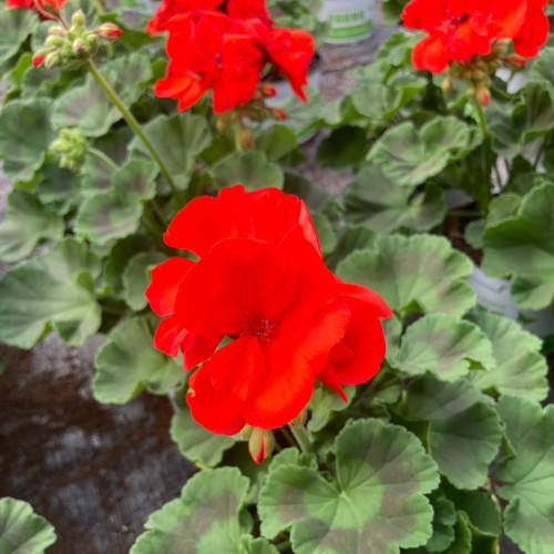 Geranium Zonal Anthony rouge