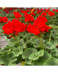 Geranium Zonal Anthony rouge