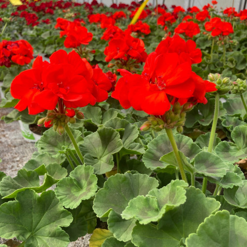 Geranium Zonal Anthony rouge
