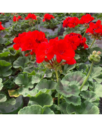 Geranium Zonal Anthony rouge