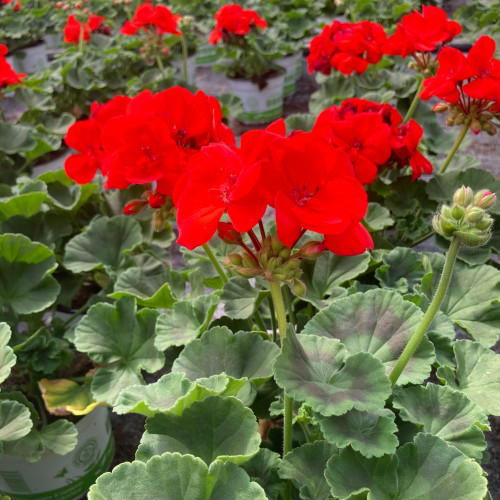 Geranium Zonal Anthony rouge