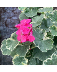 Geranium Zonal panaché Mme Salleron rose