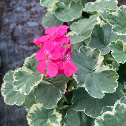 Geranium Zonal panaché Mme Salleron rose