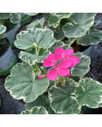 Geranium Zonal panaché Mme Salleron rose