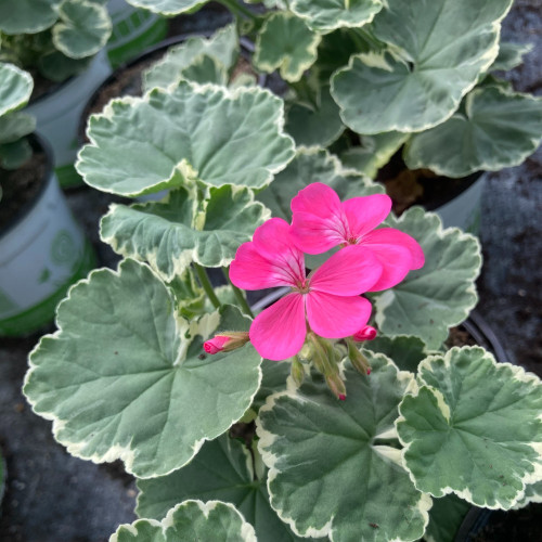 Geranium Zonal panaché Mme Salleron rose