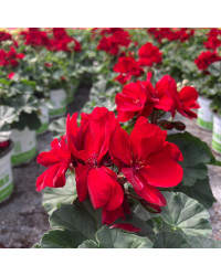 Geranium Zonal Calliope Medium Dark Red