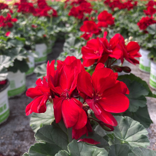 Geranium Zonal Calliope Medium Dark Red