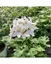 Geranium Zonal Fireworks White