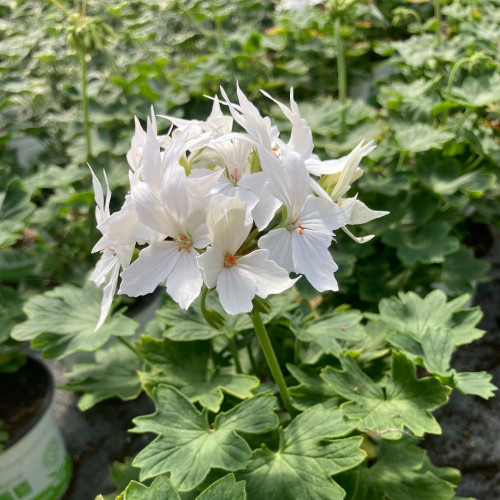 Geranium Zonal Fireworks White
