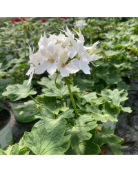 Geranium Zonal Fireworks White