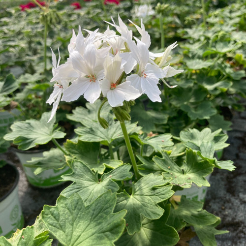 Geranium Zonal Fireworks White