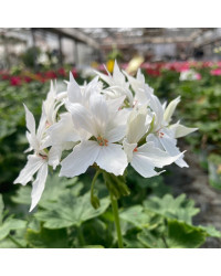 Geranium Zonal Fireworks White