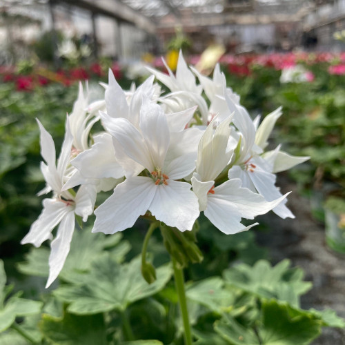 Geranium Zonal Fireworks White