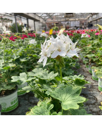 Geranium Zonal Fireworks White