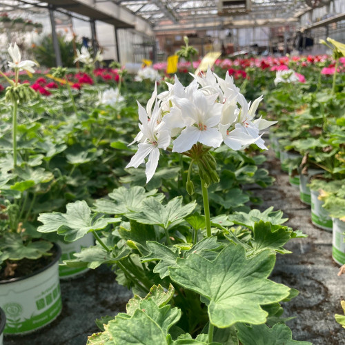 Geranium Zonal Fireworks White