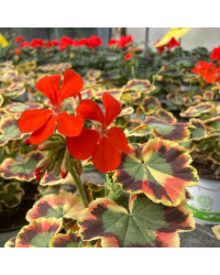 Geranium Zonal Panaché Mrs Pollock rouge