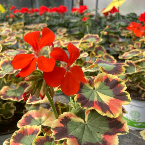 Geranium Zonal Panaché Mrs Pollock rouge