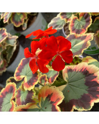 Geranium Zonal Panaché Mrs Pollock rouge