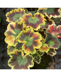Geranium Zonal Panaché Mrs Pollock rouge