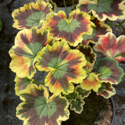 Geranium Zonal Panaché Mrs Pollock rouge