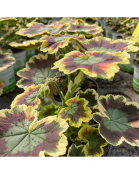 Geranium Zonal Panaché Mrs Pollock rouge
