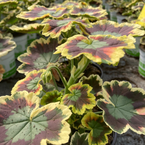 Geranium Zonal Panaché Mrs Pollock rouge