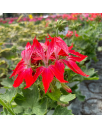 Geranium Zonal Fireworks rouge blanc
