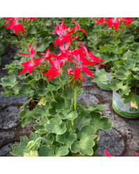 Geranium Zonal Fireworks rouge blanc