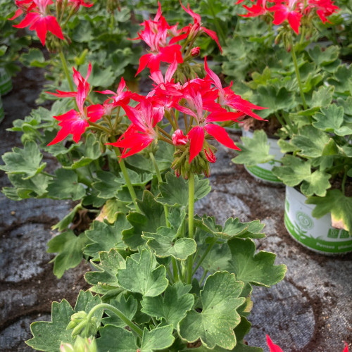 Geranium Zonal Fireworks rouge blanc