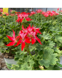 Geranium Zonal Fireworks rouge blanc