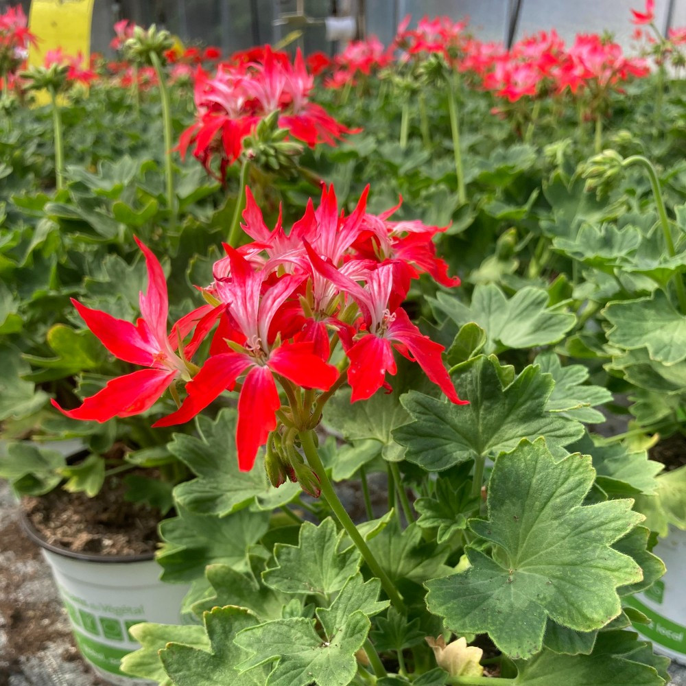 Geranium Zonal Fireworks rouge blanc