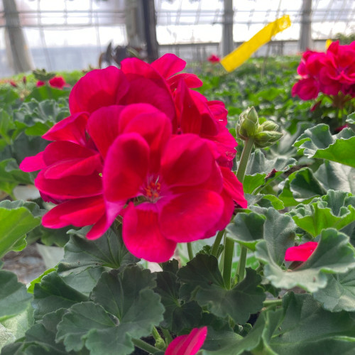 Geranium Zonal Flowerfairy Berry