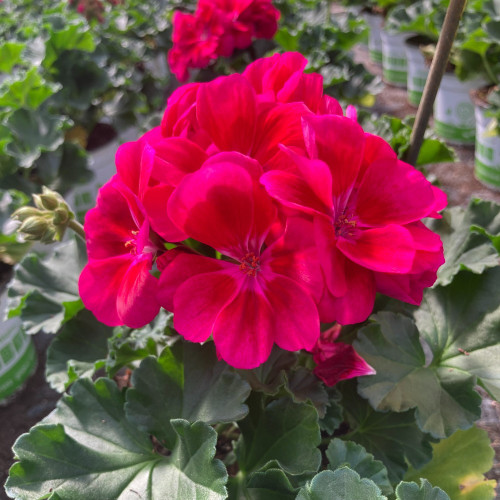 Geranium Zonal Flowerfairy Berry