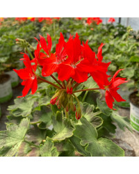Geranium Zonal Fireworks rouge