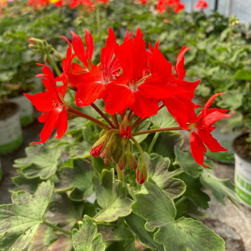 Geranium Zonal Fireworks rouge