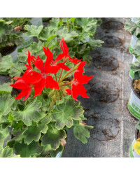 Geranium Zonal Fireworks rouge