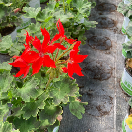 Geranium Zonal Fireworks rouge