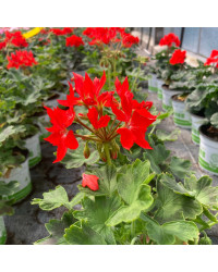 Geranium Zonal Fireworks rouge
