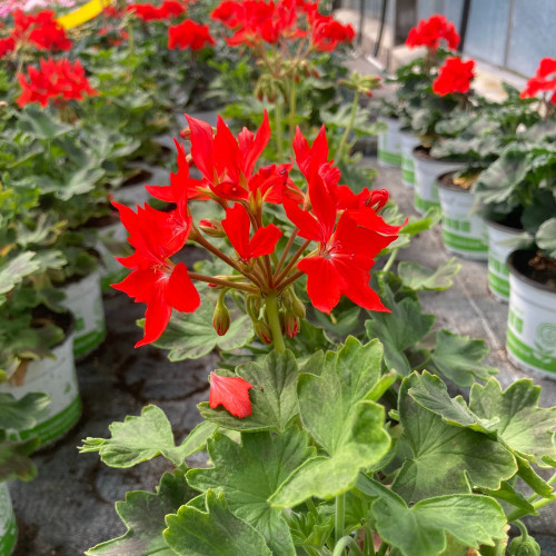 Geranium Zonal Fireworks rouge