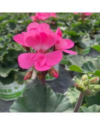 Geranium Zonal Toscana Hanna
