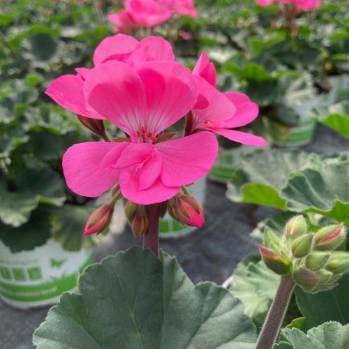 Geranium Zonal Toscana Hanna