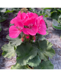 Geranium Zonal Toscana Hanna