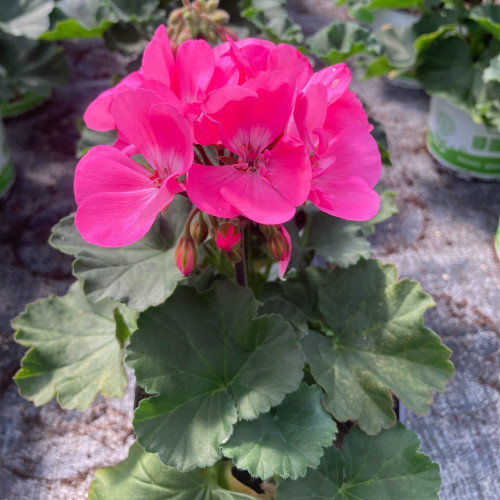 Geranium Zonal Toscana Hanna