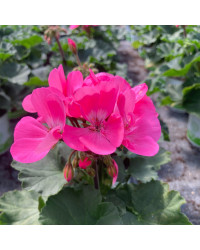 Geranium Zonal Toscana Hanna