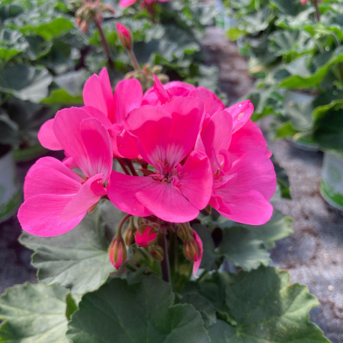 Geranium Zonal Toscana Hanna