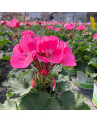 Geranium Zonal Toscana Hanna
