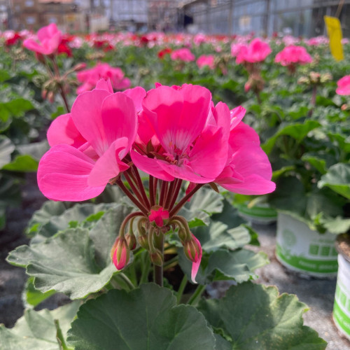 Geranium Zonal Toscana Hanna