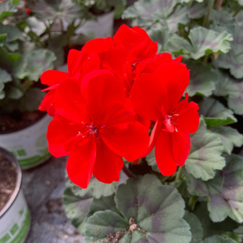 Geranium Zonal Americana Deep Red Fisrodark